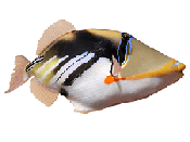 2016/rhine.png